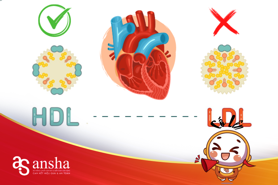 HỆ THỐNG KIẾN THỨC VỀ CHẤT BÉO TRONG CƠ THỂ