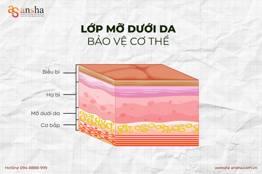 lớp mỡ dưới da bảo vệ cơ thể