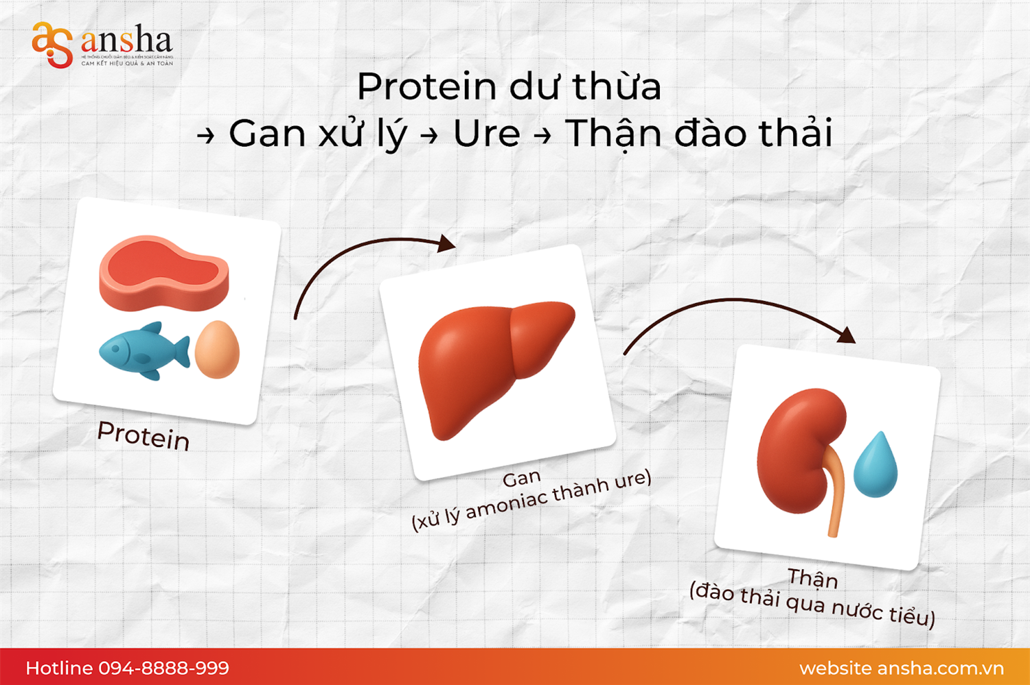 co-the-xu-ly-protein-du-thua-nhu-the-nao