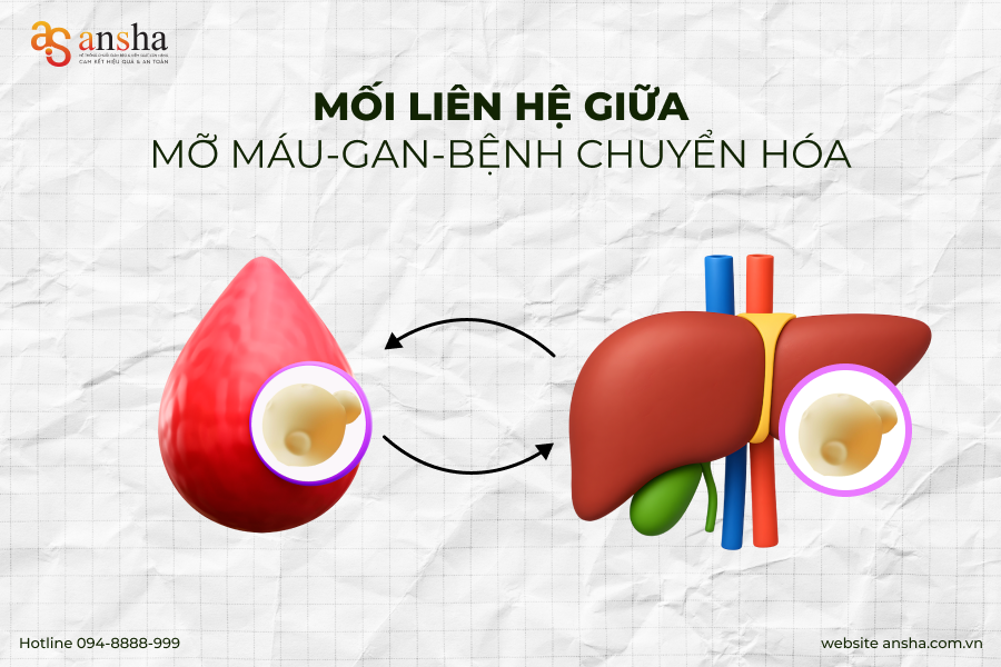moi-lien-he-mo-mau-gan-benh-chuyen-hoa